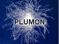 Plumas